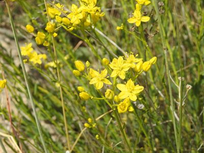 Haplophyllum linifolium, photographed by Aissa Djamel Filali