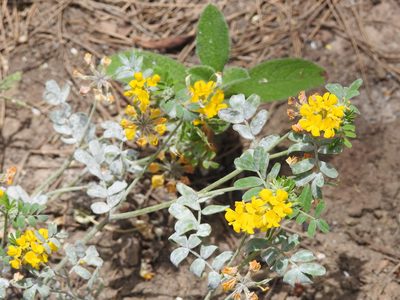 Hippocrepis atlantica, photographed by Aissa Djamel Filali