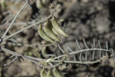 Astragalus flexuosus, photographed by Craig Martin