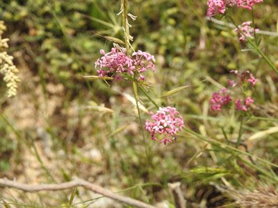 Hexaphylla hirsuta, photographed by Aissa Djamel Filali