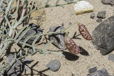 Astragalus ceramicus, photographed by Craig Martin