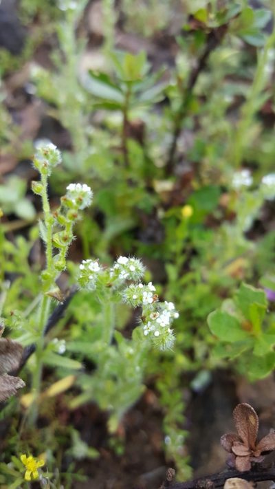 Cryptantha micromeres, photographed by Jamie Carter
