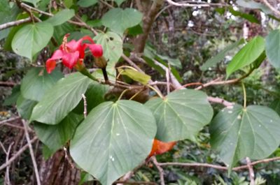 Hibiscus elatus, photographed by Kristof Zyskowski