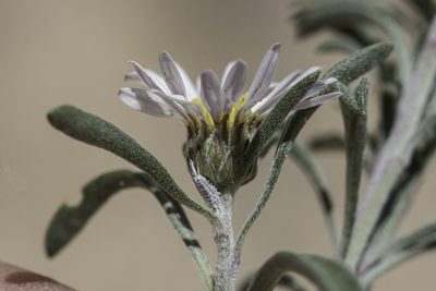 Townsendia fendleri, photographed by Craig Martin