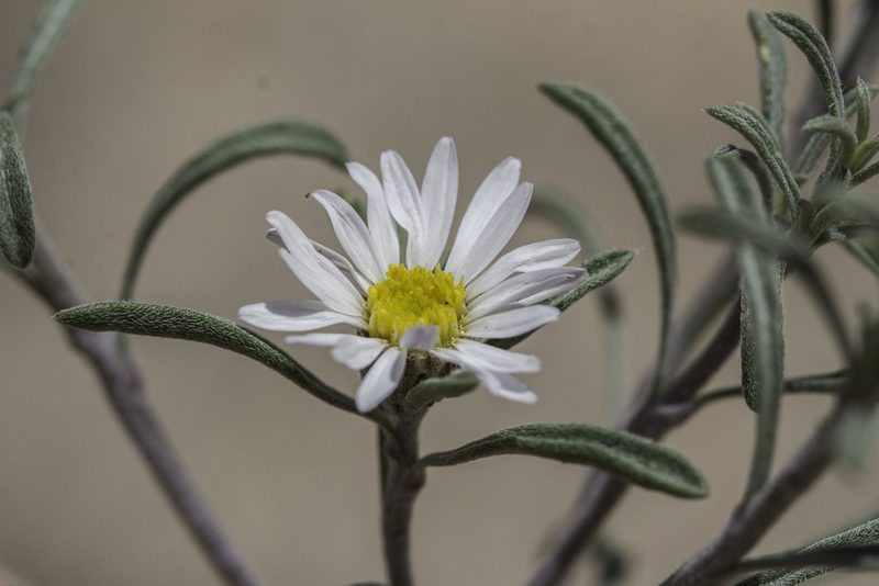 Townsendia fendleri, photographed by Craig Martin