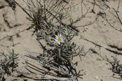 Townsendia fendleri, photographed by Craig Martin