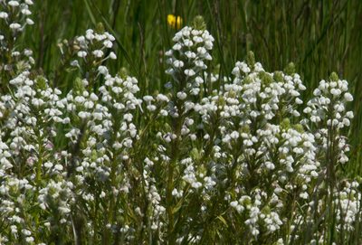 Triphysaria versicolor, photographed by Mike Duran