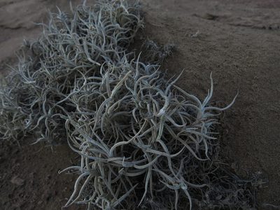 Tillandsia landbeckii, photographed by Nicolás Lavandero
