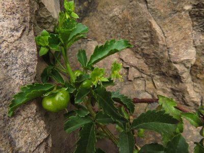 Llagunoa glandulosa, photographed by Nicolás Lavandero