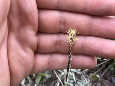 Carex concinnoides, photographed by Caleb Catto