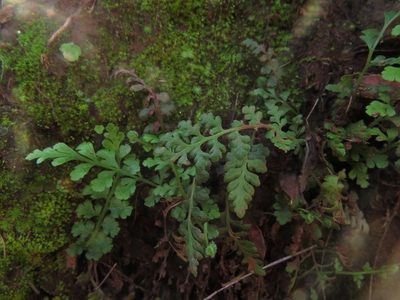 Asplenium papaverifolium, photographed by Nicolás Lavandero