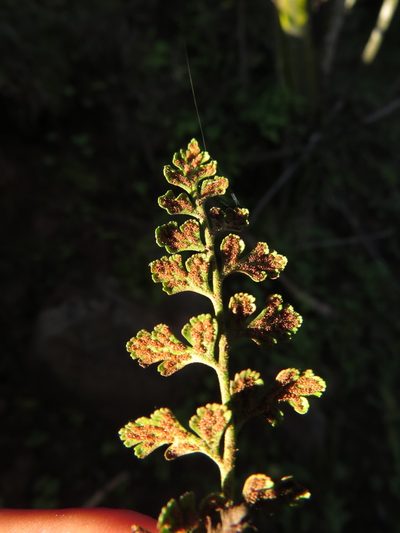 Asplenium papaverifolium, photographed by Nicolás Lavandero