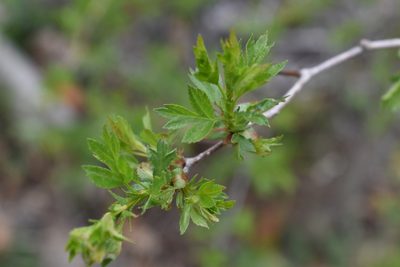 Crataegus pinnatifida, photographed by Repina Tatyana