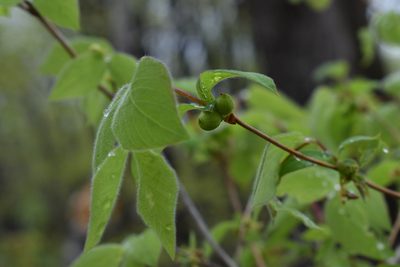 Lonicera praeflorens, photographed by Repina Tatyana