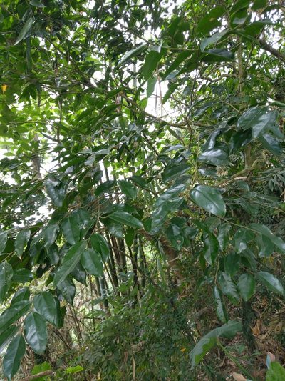 Drypetes indica, photographed by 閻芸慧