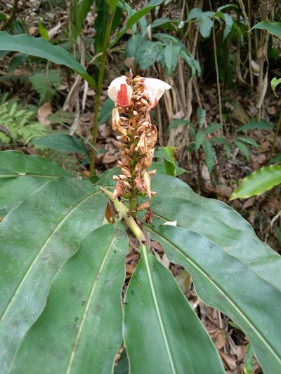 Alpinia shimadae, photographed by 閻芸慧