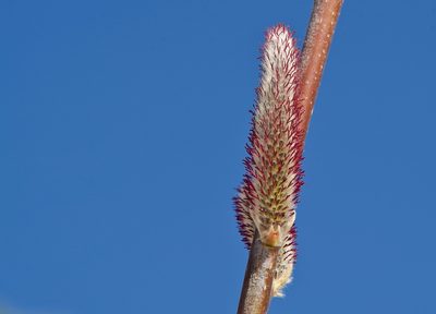 Salix alaxensis, photographed by Donald Hampton