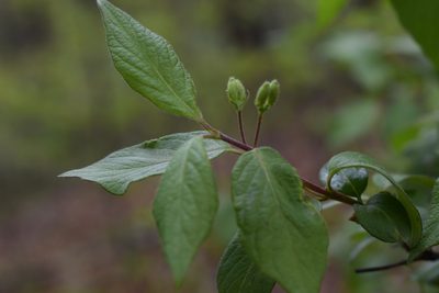 Lonicera ruprechtiana, photographed by Repina Tatyana