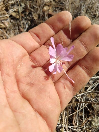 Clarkia breweri, photographed by rockybajada