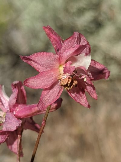 Delphinium purpusii, photographed by Alex Heyman