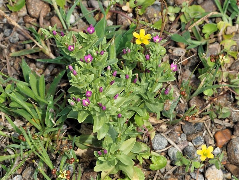 Schenkia japonica, photographed by Cynthia Su