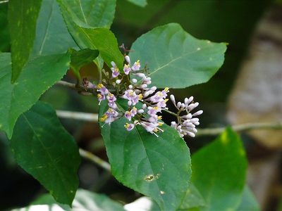 Callicarpa japonica, photographed by Cynthia Su