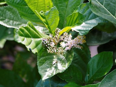 Callicarpa japonica, photographed by Cynthia Su