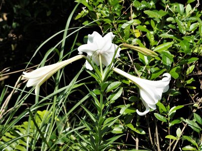 Lilium longiflorum, photographed by Cynthia Su