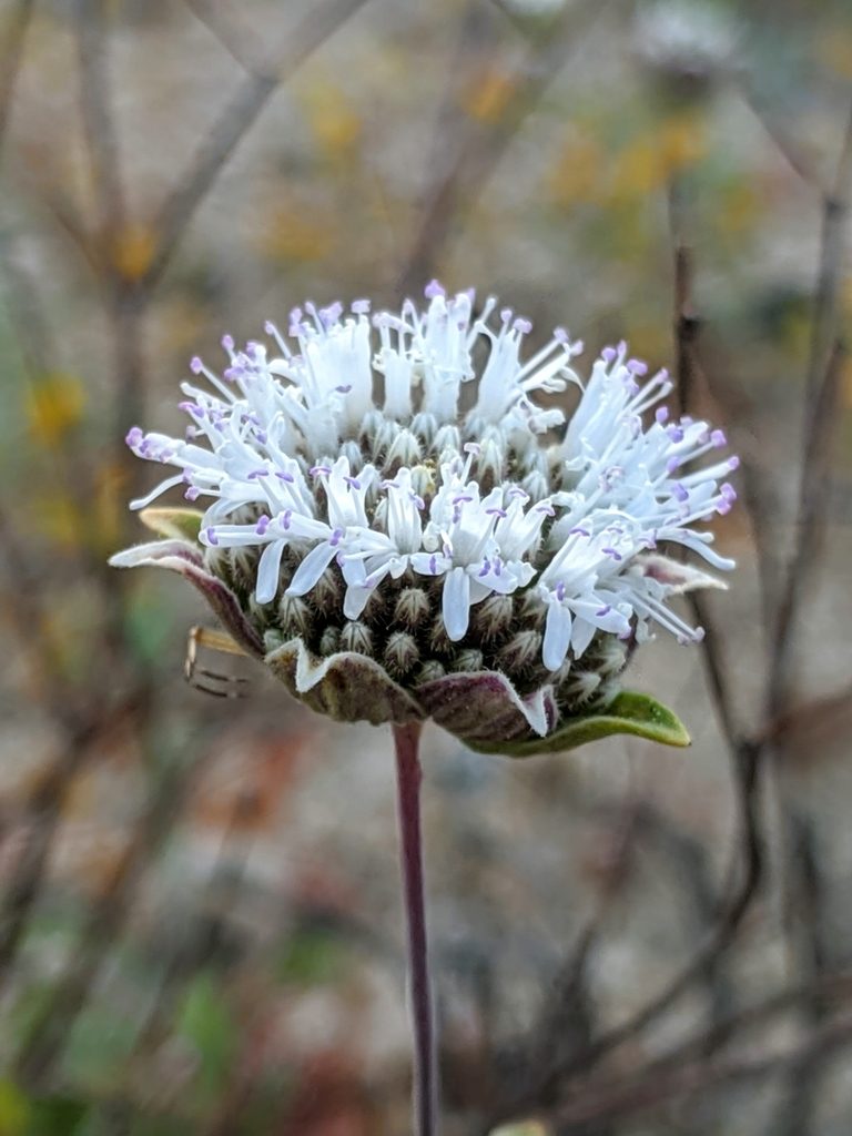 Monardella exilis, photographed by Alex Heyman