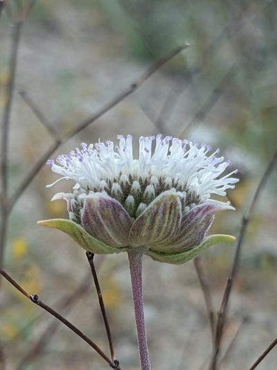 Monardella exilis, photographed by Alex Heyman
