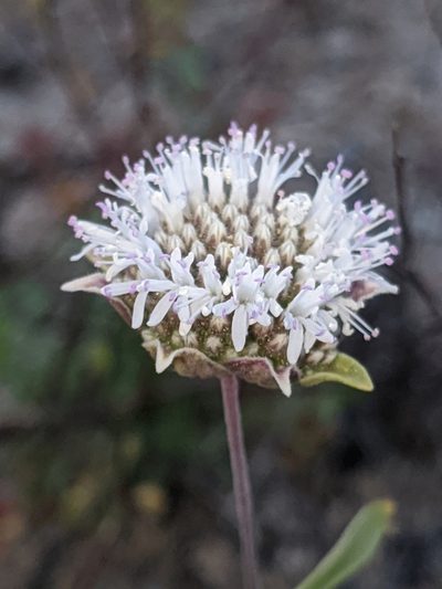 Monardella exilis, photographed by Alex Heyman