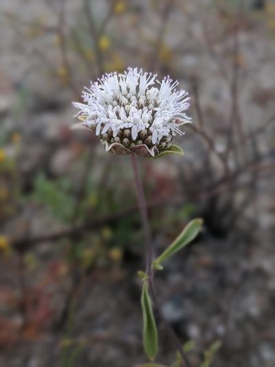 Monardella exilis, photographed by Alex Heyman