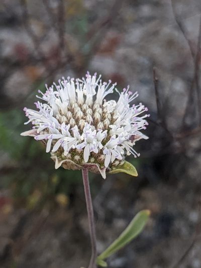 Monardella exilis, photographed by Alex Heyman
