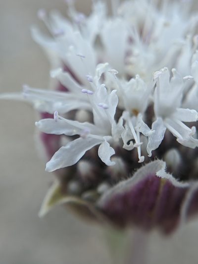 Monardella exilis, photographed by Alex Heyman