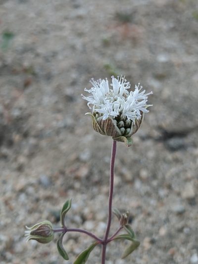 Monardella exilis, photographed by Alex Heyman