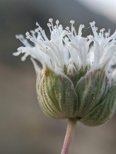 Monardella exilis, photographed by Alex Heyman