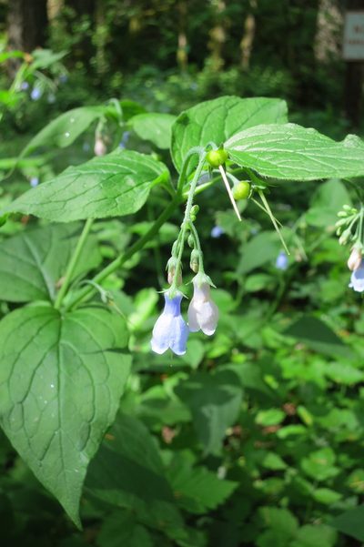 Mertensia subcordata, photographed by Ed Alverson