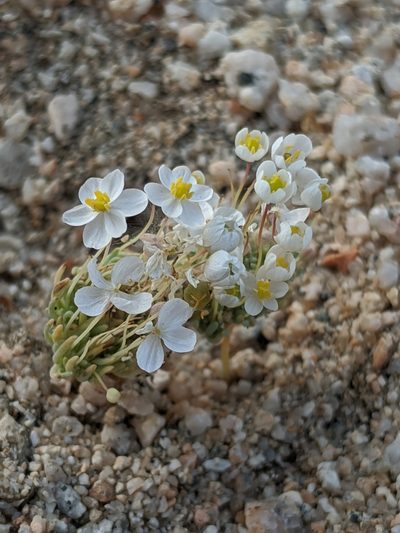 Canbya candida, photographed by Alex Heyman