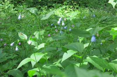 Mertensia subcordata, photographed by Ed Alverson