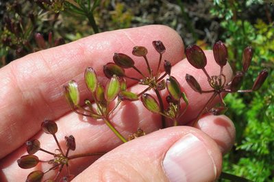 Lomatium hallii, photographed by Ed Alverson