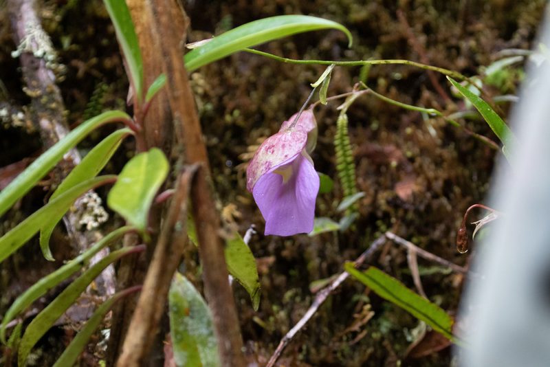 Utricularia unifolia, photographed by Thibaud Aronson