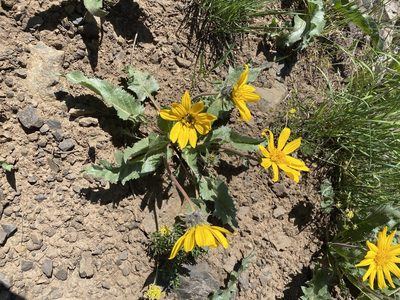 Balsamorhiza serrata, photographed by marek