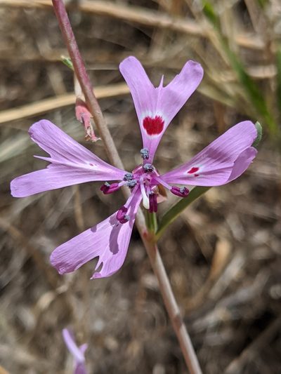 Clarkia xantiana, photographed by Alex Heyman