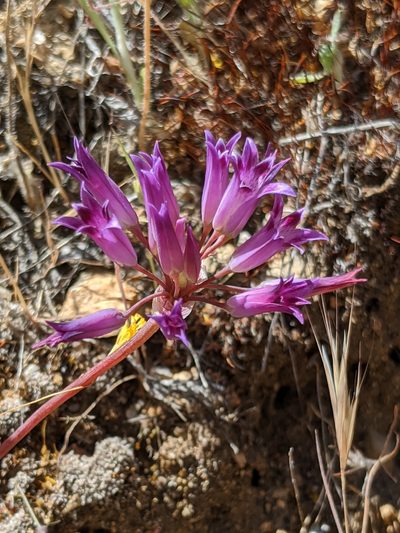 Allium carinatum, photographed by Alex Heyman