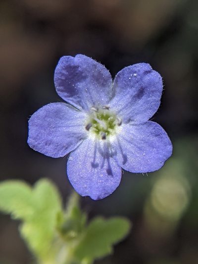 Nemophila pulchella, photographed by Alex Heyman