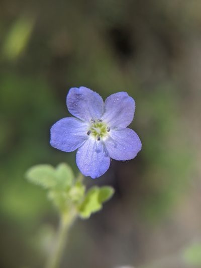 Nemophila pulchella, photographed by Alex Heyman