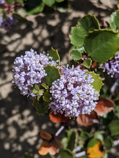 Ceanothus pinetorum, photographed by Alex Heyman