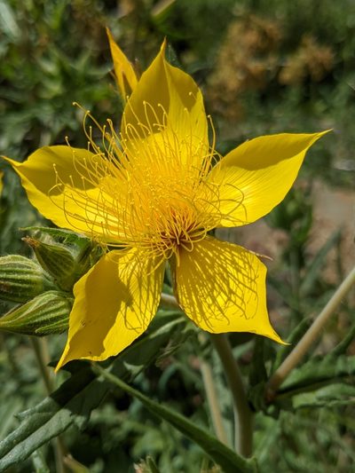 Mentzelia crocea, photographed by Alex Heyman
