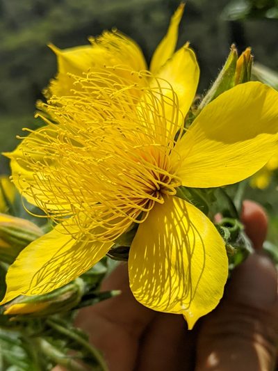 Mentzelia crocea, photographed by Alex Heyman