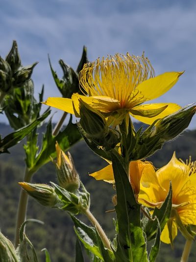 Mentzelia crocea, photographed by Alex Heyman